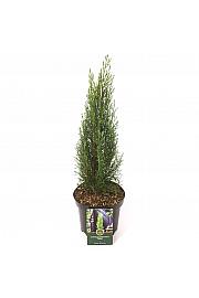 Cupressus sempervirens Totem C2,5 Lit. 30-40 cm