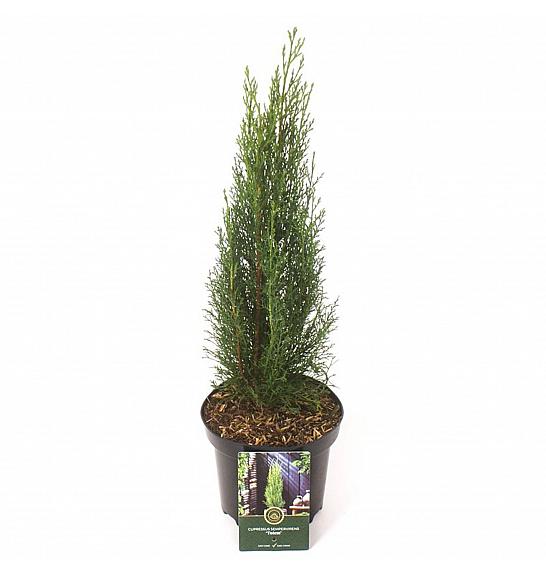 Cupressus sempervirens Totem C2,5 Lit. 30-40 cm