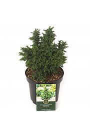 Cryptomeria japonica Yokohama C2,5 Lit. 20-25 cm