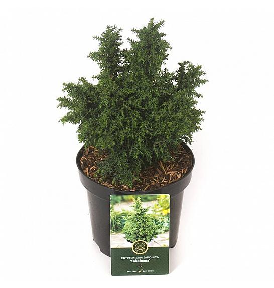 Cryptomeria japonica Yokohama C2,5 Lit. 20-25 cm