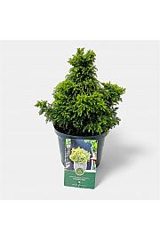 Cryptomeria japonica Twinkle Toes G.A. C2,5 Lit. 15-20 cm