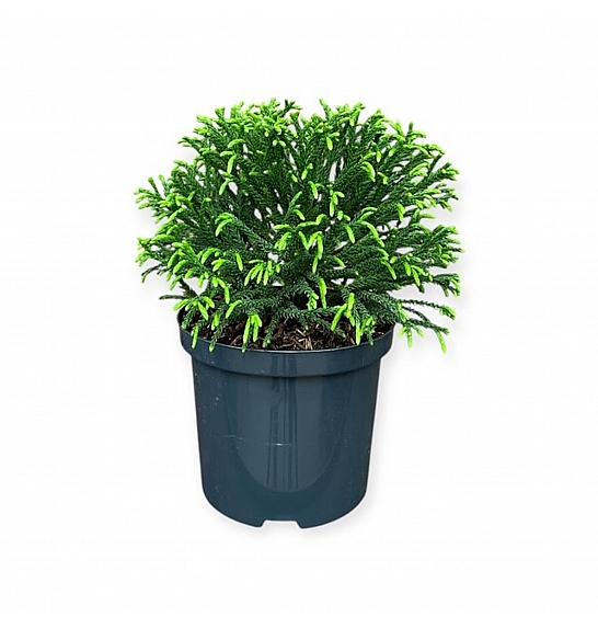 Cryptomeria japonica Little Champion C2,5 Lit. 25-30 cm