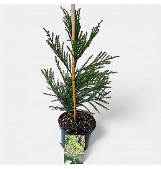 Cryptomeria japonica Kitayama C2,5 Lit. 30-40 cm