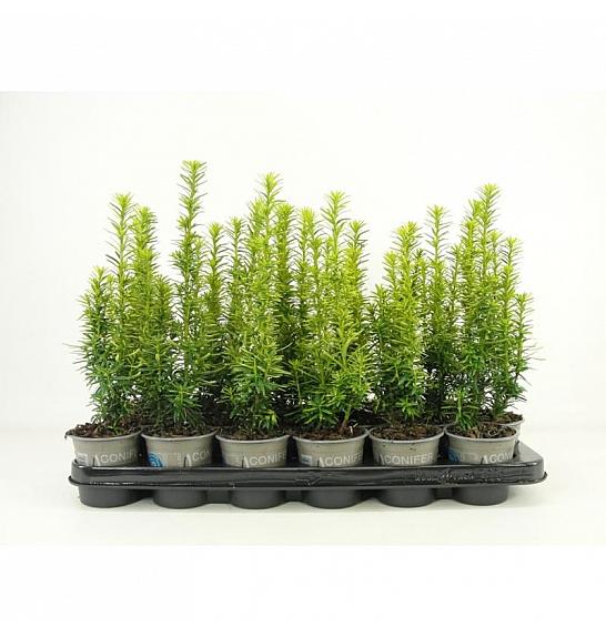 Cryptomeria japonica Green Pearl G.A. Ø9
