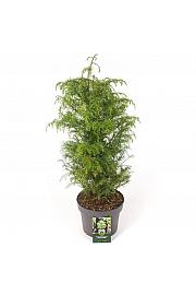 Cryptomeria japonica Elegans Viridis C5 Lit. 50-60 cm