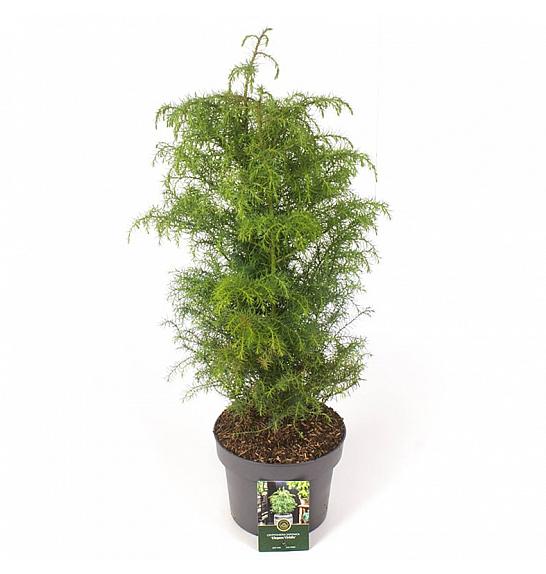 Cryptomeria japonica Elegans Viridis C5 Lit. 50-60 cm