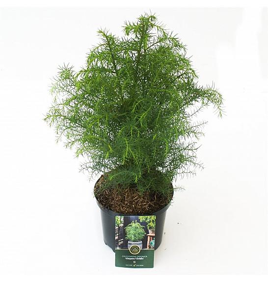 Cryptomeria japonica Elegans Viridis C2,5 Lit. 30-40 cm