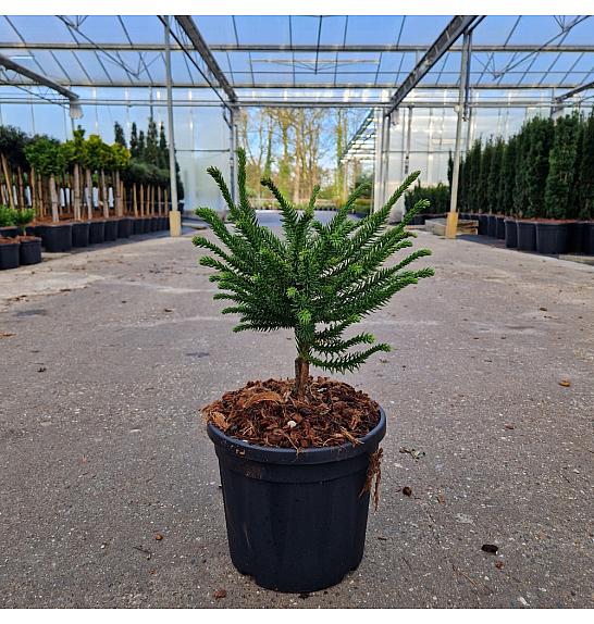Cryptomeria japonica Dinger C4 Lit. 20-30 cm