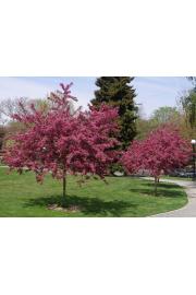 Crataegus laevigata Pauls Scarlet C7,5 Lit. Na steblu 120 cm