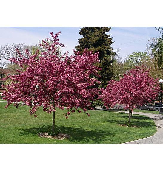 Crataegus laevigata Pauls Scarlet C7,5 Lit. Na steblu 120 cm