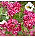 Crataegus laevigata Pauls Scarlet C7,5 Lit. 80-100 cm