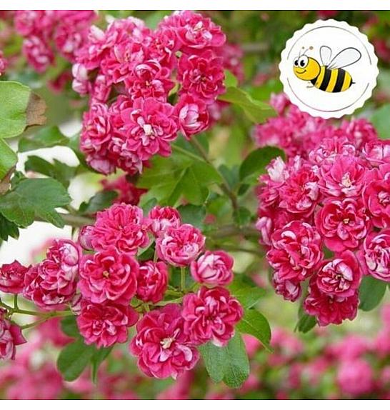 Crataegus laevigata Pauls Scarlet C7,5 Lit. 80-100 cm