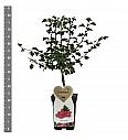 Crataegus laevigata Pauls scarlet C5 Lit. 60-80 cm