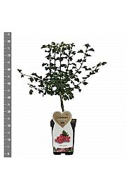 Crataegus laevigata Pauls scarlet C5 Lit. 60-80 cm