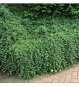 Cotoneaster dammeri Coral Beauty Ø 9
