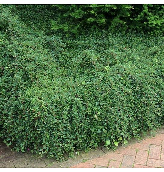 Cotoneaster dammeri Coral Beauty Ø 9