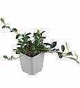 Cotoneaster dammeri Ø 9