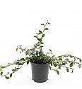 Cotoneaster dammeri C1,5 Lit. 20-25 cm