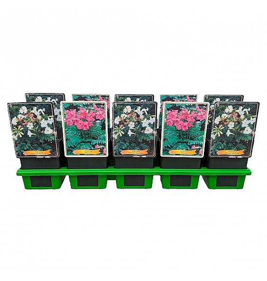 Incarvillea mix Ø11