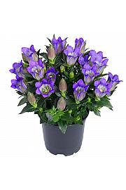 Gentiana scabra Ø 12