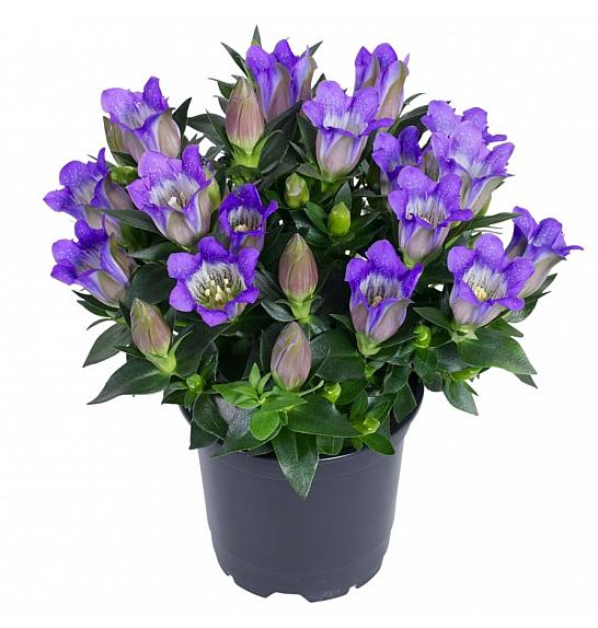 Gentiana scabra Ø 12