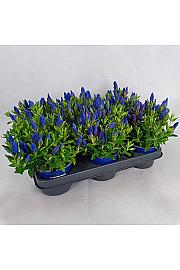 Gentiana scabra Ø 10,5