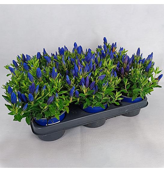 Gentiana scabra Ø 10,5