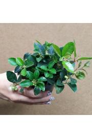Gaultheria  procumbens Ø 9