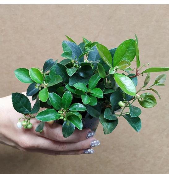 Gaultheria  procumbens Ø 9
