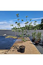 Cornus kousa China Girl C25 Lit. 100-125 cm