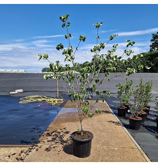 Cornus kousa China Girl C25 Lit. 100-125 cm