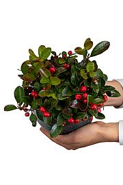Gaultheria  procumbens Ø 12