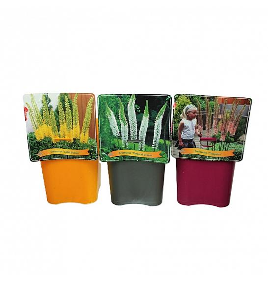Eremurus mix C5 Lit.