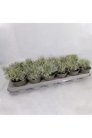 Calocephalus brownii Silver Ø 9