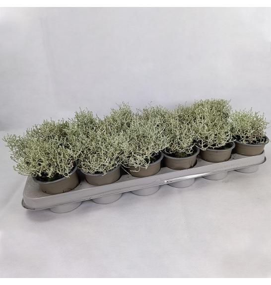 Calocephalus brownii Silver Ø 9