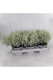 Calocephalus brownii Silver Ø 12
