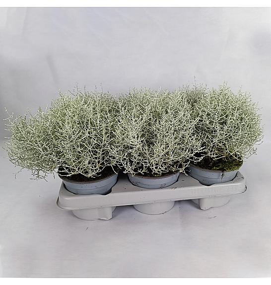 Calocephalus brownii Silver Ø 12