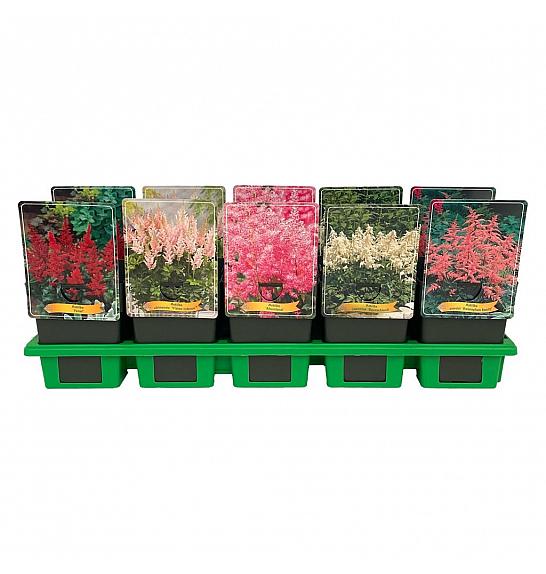 Astilbe mix Ø11