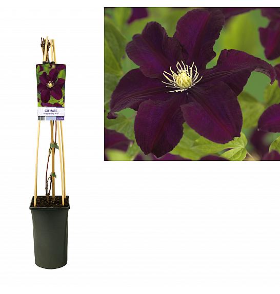 Clematis hybrid Warszawska Nike C2,5 Lit. 40-60 cm