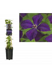 Clematis viticella Polish Spirit C1,5 Lit. 30-40 cm