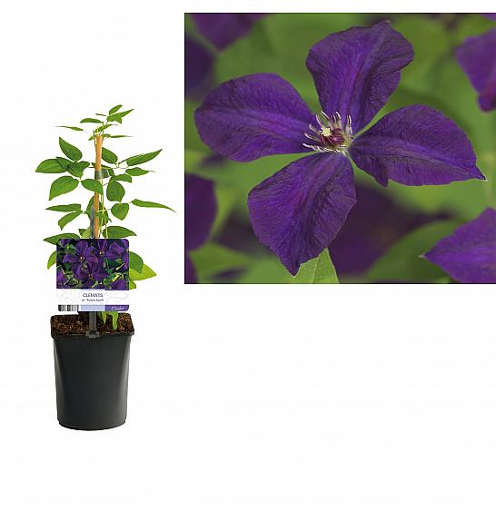 Clematis viticella Polish Spirit C1 Lit. 20-30 cm