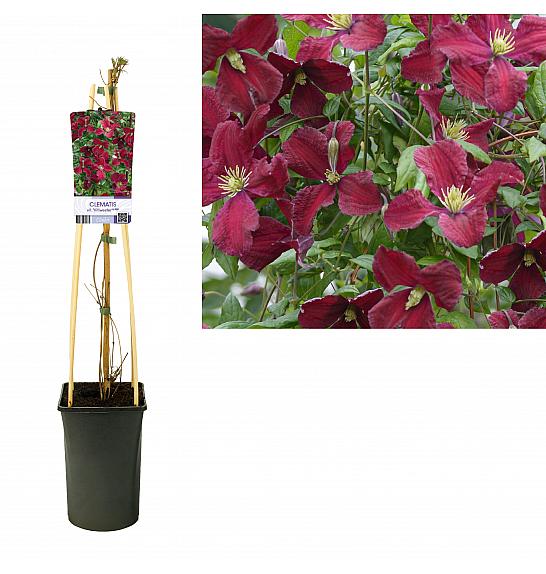 Clematis viticella Vitiwester® PBR C2,5 Lit. 40-60 cm