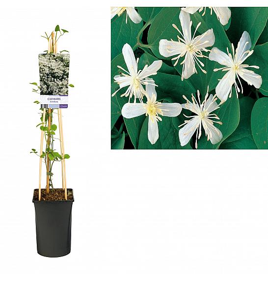 Clematis terniflora C2,5 Lit. 40-60 cm