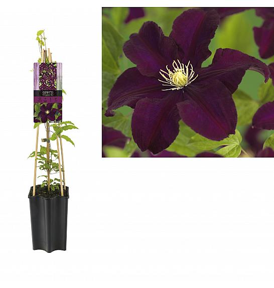 Clematis hybrid Warszawska Nike C1,5 Lit. 30-40 cm