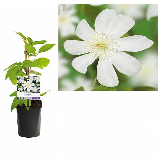 Clematis hybrid Wada's Primrose C1 Lit. 20-30 cm