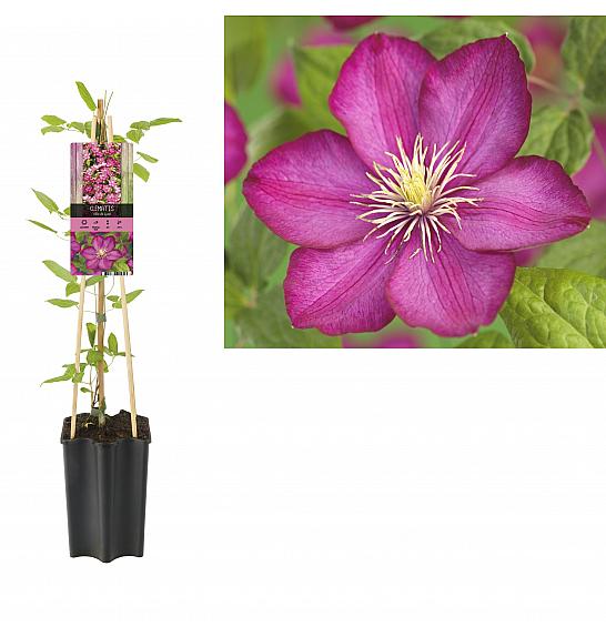 Clematis hybrid Ville de Lyon C1,5 Lit. 30-40 cm