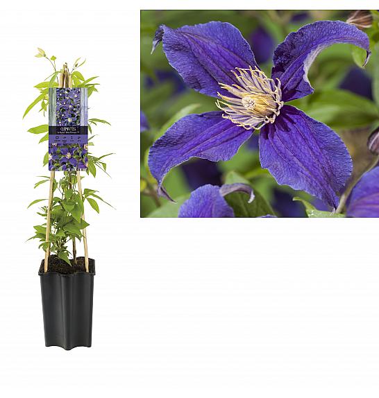 Clematis hybrid So Many® Blue Flowers PBR C1,5 Lit. 30-40 cm