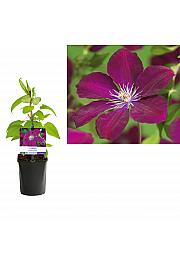 Clematis hybrid Rouge Cardinal C1 Lit. 20-30 cm