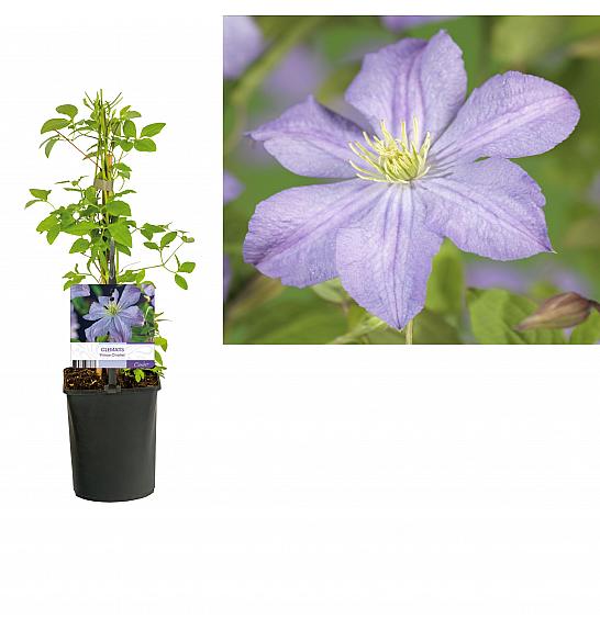 Clematis hybrid Prince Charles C1,5 Lit. 30-40 cm