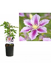 Clematis hybrid Piilu C1 Lit. 20-30 cm